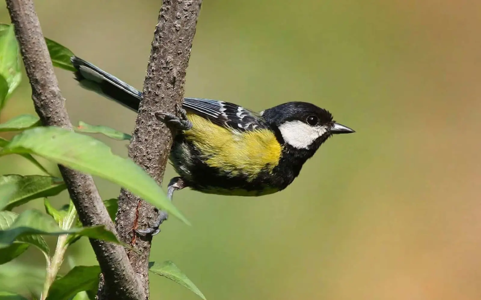 Kilbury_Bird_Sanctuary